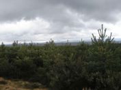 Getting high in the little forest of trees.
