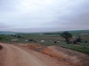 Leaving San Juan--grazing animals.